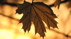 Nature autumn leaves