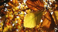 Nature autumn leaves