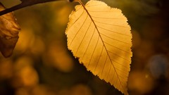 Nature autumn leaves