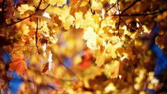 Nature autumn leaves