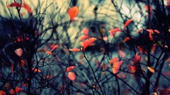 Nature autumn leaves