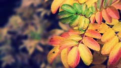 Nature autumn leaves