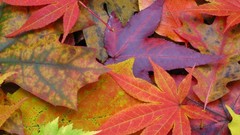 Nature autumn leaves