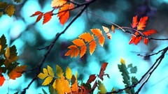 Nature autumn leaves depth