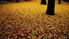 Nature autumn leaves fallen
