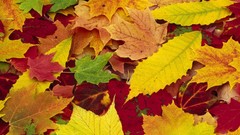 Nature autumn leaves fallen