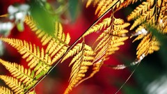 Nature autumn leaves Ferns