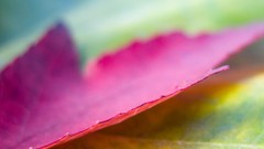 Nature autumn leaves macro