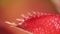 Nature autumn leaves macro