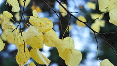 Nature autumn leaves macro