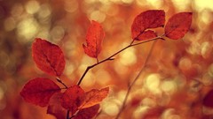 Nature autumn leaves macro