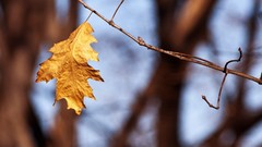Nature autumn leaves macro