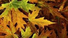 Nature autumn leaves maple