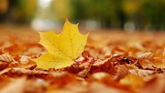 Nature autumn leaves maple