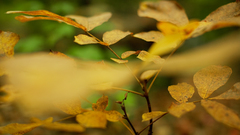 Nature autumn leaves Plants
