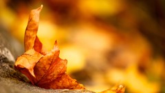 Nature autumn leaves seasons