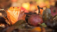 Nature autumn macro depth