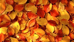 Nature autumn multicolor leaves