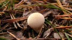 Nature autumn mushrooms