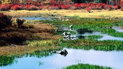 Nature autumn Parks ponds