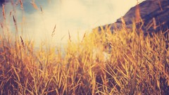 Nature autumn photo filters