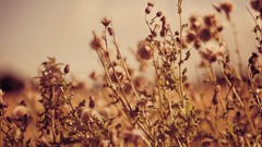 Nature autumn Plants