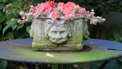 Nature autumn Plants little