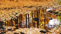 Nature autumn reflections