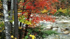 Nature autumn river leaves