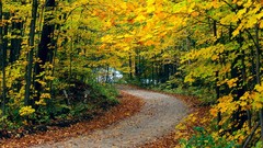 Nature autumn roads