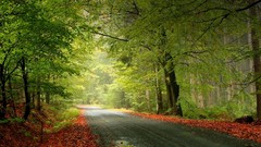 Nature autumn roads