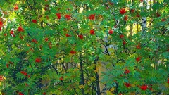 Nature autumn siberia