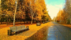 Nature autumn streets