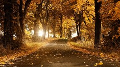 Nature autumn streets