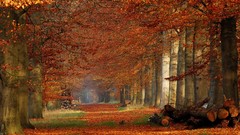 Nature autumn strong