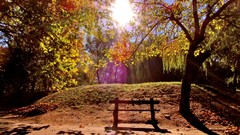 Nature autumn sunlight