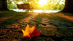 Nature autumn sunlight maple