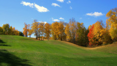 Nature autumn Trees grass