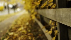 Nature autumn Wooden fence fences