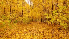 Nature autumn yellow forests