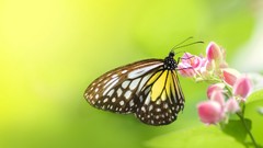 Nature backgrounds artwork