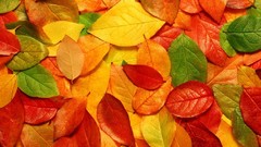 Nature backgrounds ipad