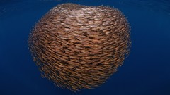 Nature balls fish Indonesia underwater
