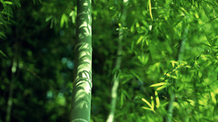 Nature bamboo