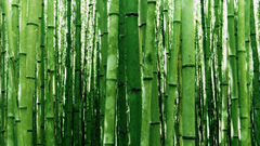 Nature bamboo