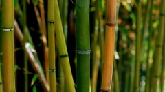 Nature bamboo