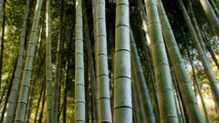 Nature bamboo