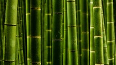 Nature bamboo