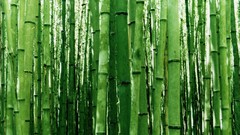 Nature bamboo