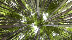 Nature bamboo